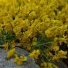 Genista Tinctoria Royal Gold - Genêt Des Teinturiers