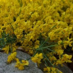 Genista Tinctoria Royal Gold - Genêt Des Teinturiers