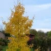 Ginkgo Biloba Fastigiata Gold Flame - Arbre Aux Quarante écus -Promesse Fleurs Boutique Ginkgo Biloba fastigiata Gold Flame LD 16550 1