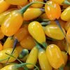 Goji Amber Sweet - Lycium Barbarum 1 Goji Amber Sweet - Lycium Barbarum -Promesse Fleurs Boutique Goji Amber Sweet Lycium barbarum 84993 1