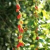 Goji Instant Success - Lycium Barbarum -Promesse Fleurs Boutique Goji Instant Success 78111 1