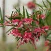 Grevillea Gracilis Clearview David -Promesse Fleurs Boutique Grevillea gracilis Clearview David 87067 1