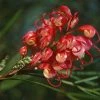 Grevillea Johnsonii -Promesse Fleurs Boutique Grevillea johnsonii 83328 1