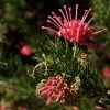 Grevillea Juniperina -Promesse Fleurs Boutique Grevillea juniperina 83329 1