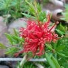 Grevillea Juniperina New Blood -Promesse Fleurs Boutique Grevillea juniperina New Blood 86094 1