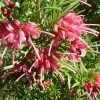 Grevillea Rosmarinifolia -Promesse Fleurs Boutique Grevillea rosmarinifolia 83333 1