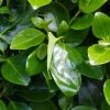 Griselinia Littoralis Emerald - Griselinie Du Littoral -Promesse Fleurs Boutique Griselinia littoralis Emerald 83336 1