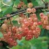 Groseillier à Grappes Gloire Des Sablons Rose 1 Groseillier à Grappes Gloire Des Sablons Rose -Promesse Fleurs Boutique Groseillier a grappes Gloire des Sablons rose 78422 1 1