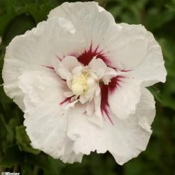 Hibiscus Syriacus French Point - Althéa à Fleurs Doubles