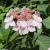 Hortensia - Hydrangea Serrata Grayswood -Promesse Fleurs Boutique HYDRANGEA SERRATA GRAYSWOOD 781676 1