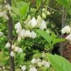 Halesia Carolina - Arbre Aux Cloches D'argent -Promesse Fleurs Boutique Halesia Carolina 9657 1