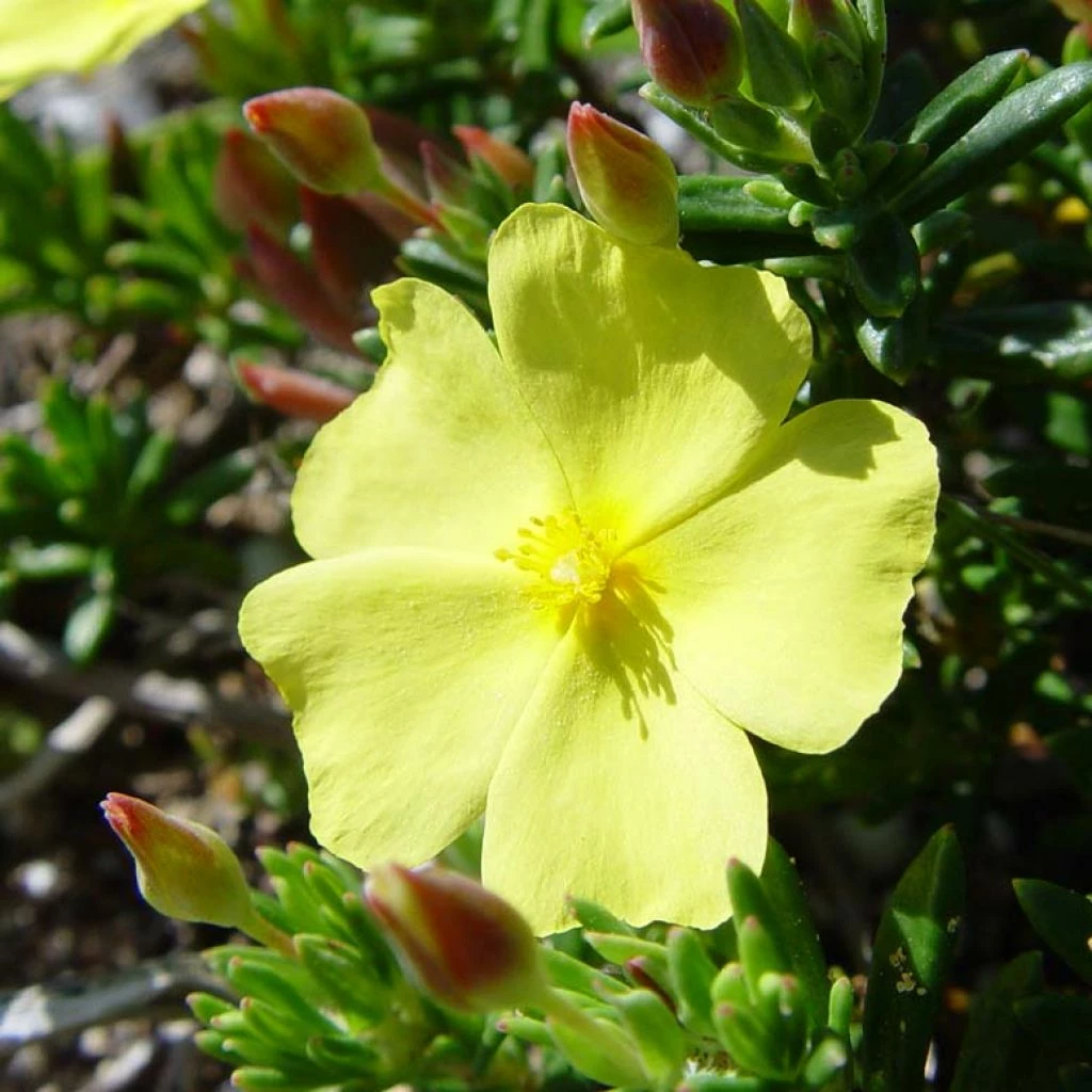 Halimium Commutatum 3 Halimium Commutatum