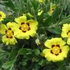 Halimium Lasianthum Subsp. Formosum -Promesse Fleurs Boutique Halimium lasianthum subsp Formosum IF 16252 1