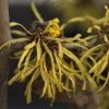 Hamamelis (x) Intermedia Westerstede - Noisetier De Sorcière -Promesse Fleurs Boutique Hamamelis x intermedia Westerstede 1002522 1