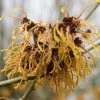 Noisetier Des Sorcières - Hamamelis Mollis Pallida