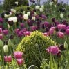 Harmonie De Tulipes Clair Obscur -Promesse Fleurs Boutique Harmonie Clair Obscur Jardin Ulting Wick Clive Nichols MAP 68232 1