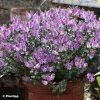 Hebe Garden Beauty Purple - Véronique Arbustive 2 Hebe Garden Beauty Purple - Véronique Arbustive -Promesse Fleurs Boutique Hebe Garden Beauty Purple 88807 1