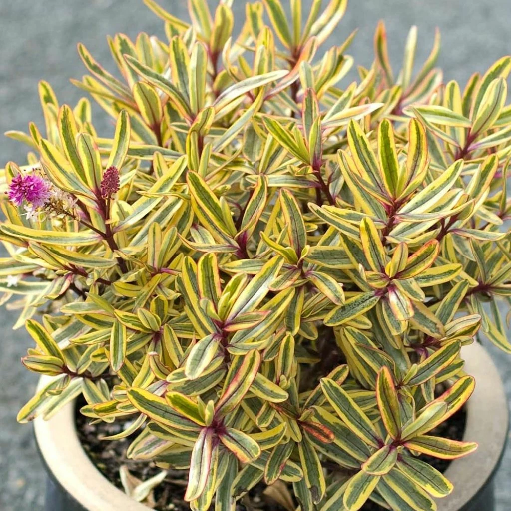 Hebe Jewel Of The Nile - Véronique Arbustive 3 Hebe Jewel Of The Nile - Véronique Arbustive