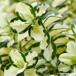 Hebe Leopard Spot - Véronique Arbustive