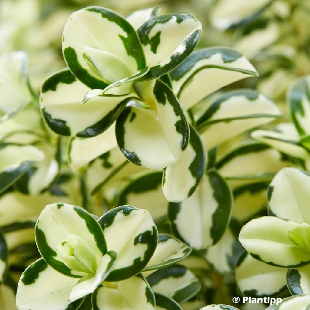 Hebe Leopard Spot - Véronique Arbustive 3 Hebe Leopard Spot - Véronique Arbustive