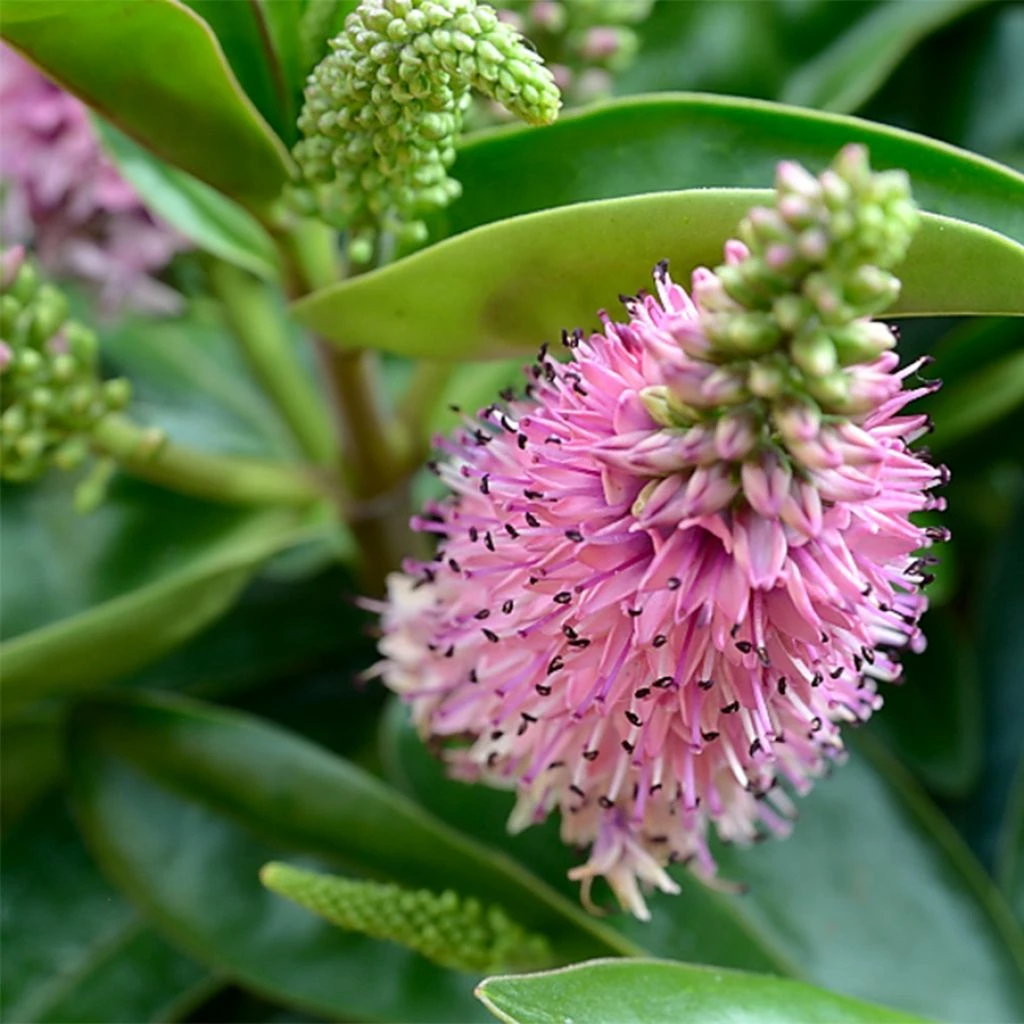 Hebe Linda - Véronique Arbustive 3 Hebe Linda - Véronique Arbustive