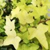 Lierre D'ornement - Hedera Helix Jake -Promesse Fleurs Boutique Hedera helix Jake IF 16253 1