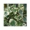 Lierre Commun - Hedera Helix Marginata Elegantissima 1 Lierre Commun - Hedera Helix Marginata Elegantissima -Promesse Fleurs Boutique Hedera helix Marginata Elegantissima 83633 1