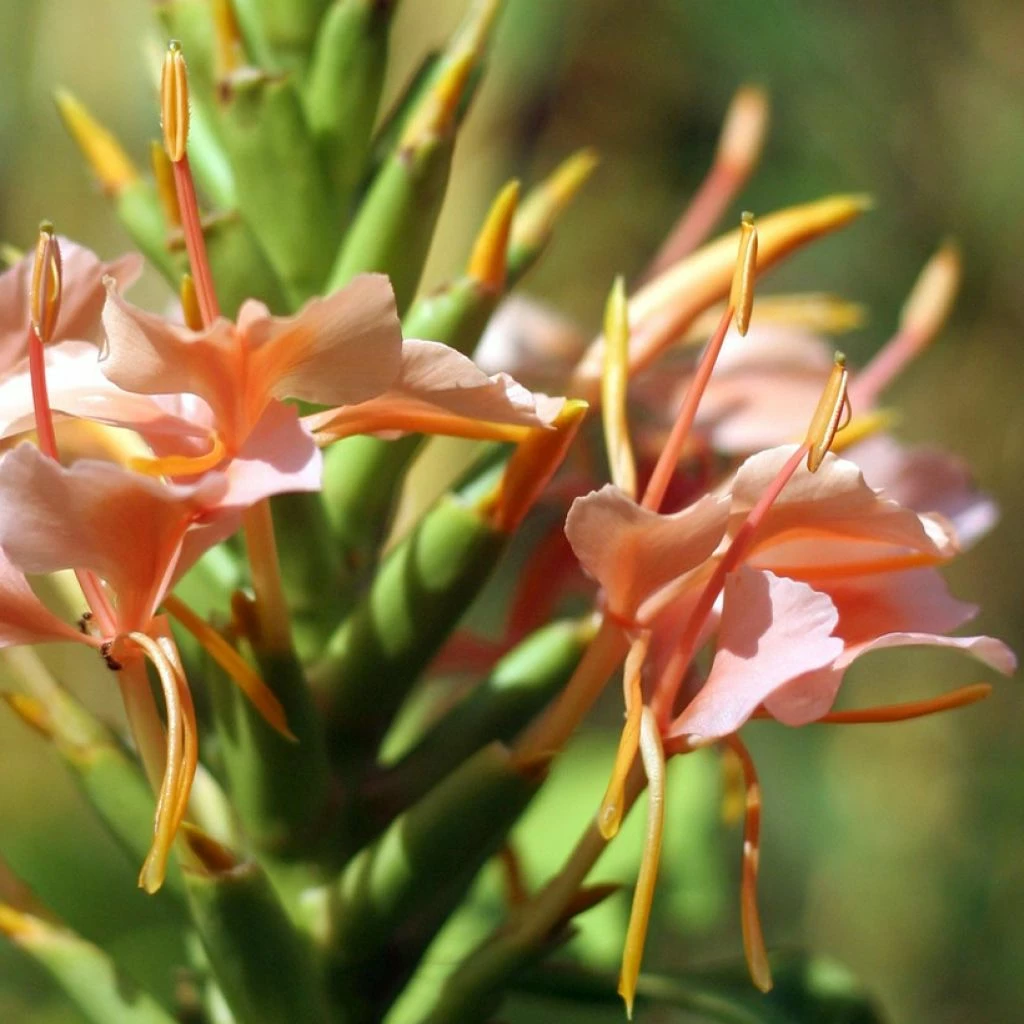 Hedychium Elizabeth - Gingembre D'ornement 3 Hedychium Elizabeth - Gingembre D'ornement