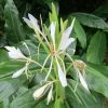 Hedychium Forrestii -Promesse Fleurs Boutique Hedychium forrestii V 69271 1
