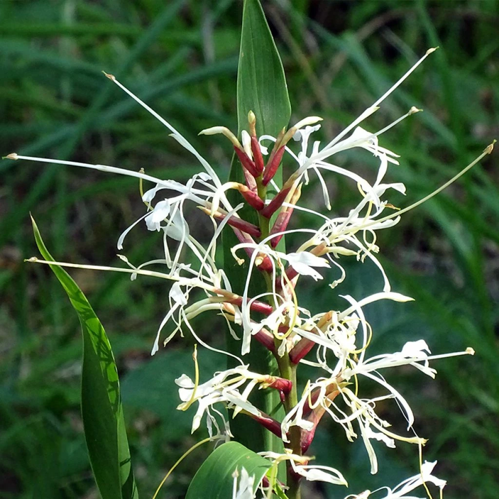 Hedychium Villosum Var. Tenuiflorum - Gingembre D'ornement 3 Hedychium Villosum Var. Tenuiflorum - Gingembre D'ornement