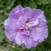Hibiscus Syriacus Lavender Chiffon - Althéa Rose -Promesse Fleurs Boutique Hibiscus Lavender Chiffon copyright 754511 1 2