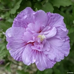 Hibiscus Syriacus Lavender Chiffon - Althéa Rose