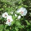 Hibiscus Syriacus Sup'Heart - Althéa à Grosses Fleurs -Promesse Fleurs Boutique Hibiscus Sup Heart 9713 1