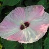 Hibiscus Moscheutos Fujin - Hibiscus Des Marais Nain -Promesse Fleurs Boutique Hibiscus moscheutos Fujin 89522 1
