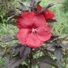 Hibiscus Moscheutos Geant Red - Hibiscus Des Marais En Pot De 1L/1,5L -Promesse Fleurs Boutique Hibiscus moscheutos Geant Red Hibiscus des marais en pot de 1L15L IF 15637 1