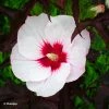 Hibiscus Moscheutos Joli Coeur - Hibiscus Des Marais 2 Hibiscus Moscheutos Joli Coeur - Hibiscus Des Marais -Promesse Fleurs Boutique Hibiscus moscheutos Joli Coeur 100636 1