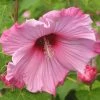 Hibiscus Moscheutos Sweet Caroline - Hibiscus Des Marais 2 Hibiscus Moscheutos Sweet Caroline - Hibiscus Des Marais -Promesse Fleurs Boutique Hibiscus moscheutos Sweet Caroline 83350 1