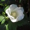 Hibiscus Syriacus Diana - Althéa Blanc 2 Hibiscus Syriacus Diana - Althéa Blanc -Promesse Fleurs Boutique Hibiscus syriacus Diana 88712 1