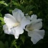 Hibiscus Syriacus Eléonore - Althéa Simple, Blanc Pur -Promesse Fleurs Boutique Hibiscus syriacus Eleonore 82325 1
