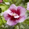 Hibiscus Syriacus Flower Tower Purple - Althea Rose à Coeur Rouge -Promesse Fleurs Boutique Hibiscus syriacus Flower Tower Purple Gandini Santiago Althea rose a coeur rouge copyright 17190 1