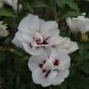 Hibiscus Syriacus Lady Stanley - Althéa Semi-double Bicolore 1 Hibiscus Syriacus Lady Stanley - Althéa Semi-double Bicolore -Promesse Fleurs Boutique Hibiscus syriacus Lady Stanley 81337 1