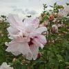 Hibiscus Syriacus Leopoldii - Althea En Arbre 2 Hibiscus Syriacus Leopoldii - Althea En Arbre -Promesse Fleurs Boutique Hibiscus syriacus Leopoldii 100642 1