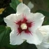 Hibiscus Syriacus Red Heart - Mauve En Arbre -Promesse Fleurs Boutique Hibiscus syriacus Red Heart 1001182 1 1