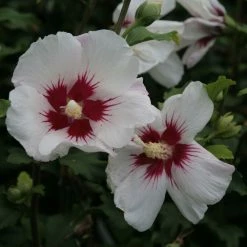 Hibiscus Syriacus Shintaeyang - Althéa Blanc à Coeur Rouge Cerise