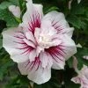 Hibiscus Syriacus Starburst Chiffon - Althéa -Promesse Fleurs Boutique Hibiscus syriacus Starburst Chiffon Althea copyright 837381 3