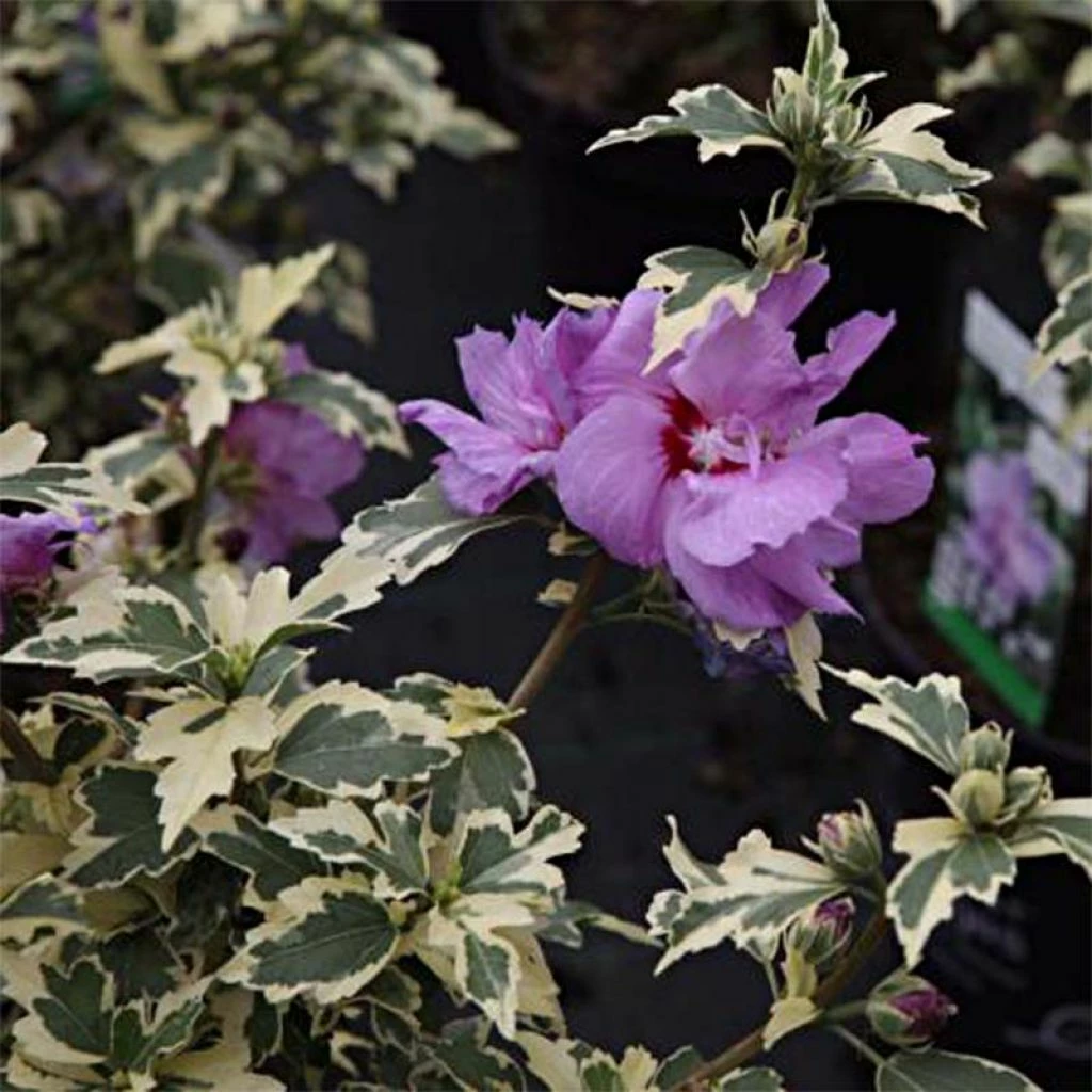 Hibiscus Syriacus Summer Ruffle - Althea Panaché, Semi-double, Mauve-rose. 3 Hibiscus Syriacus Summer Ruffle - Althea Panaché, Semi-double, Mauve-rose.