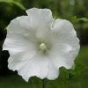 Hibiscus Syriacus Totus Albus - Althéa Blanc Pur. -Promesse Fleurs Boutique Hibiscus syriacus Totus Albus 84095 1