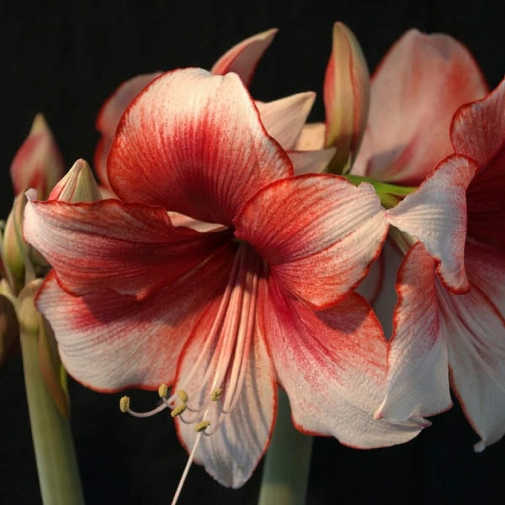 Amaryllis Charisma 3 Amaryllis Charisma