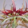 Amaryllis Chico -Promesse Fleurs Boutique Hippeastrum chico ld ukhviid 56969 1