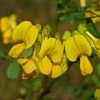 Coronilla Emerus (Hippocrepis) - Coronille Des Jardins -Promesse Fleurs Boutique Hippocrepis Coronilla emerus 84096 1